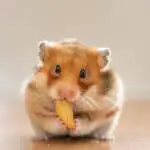 Can hamsters eat pizza crust?