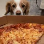 Can dogs eat pizza crust?