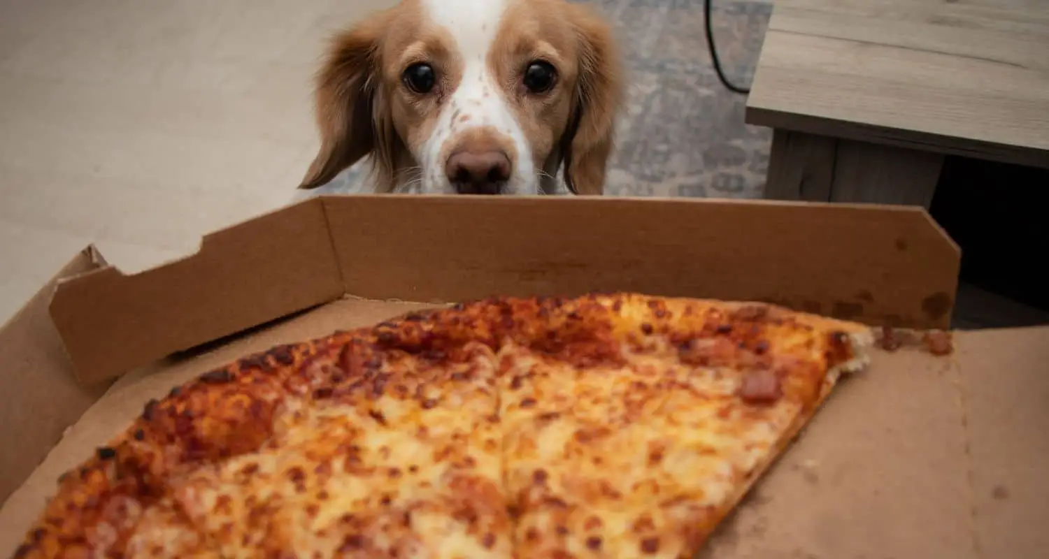 Can dogs eat pizza crust?