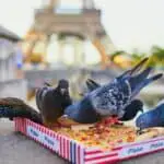 Can birds eat pizza crust?