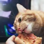 Can cats eat pizza crust?