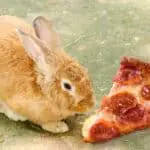Can rabbits eat pizza crust?