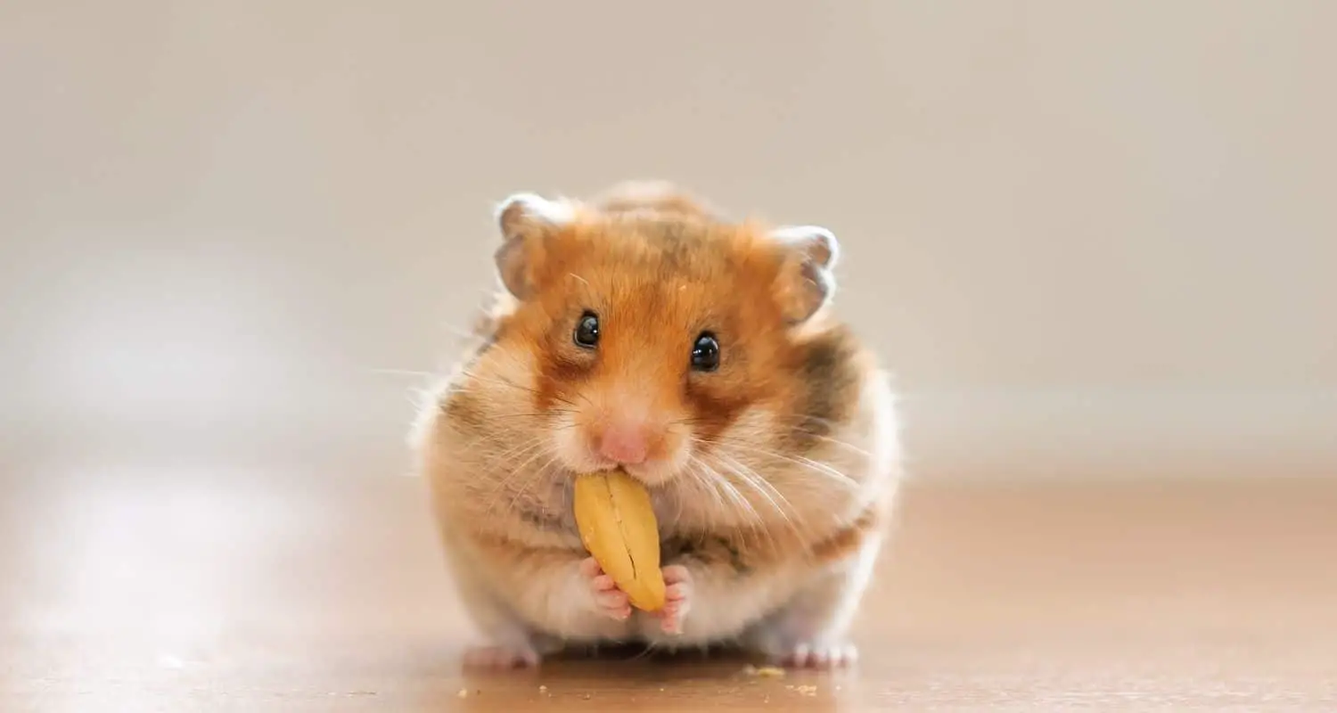 Can hamsters eat pizza crust?